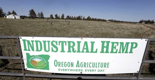 Senator Rand Paul Warns Provision in the Appropriations Bill Would Destroy America's Hemp Industry