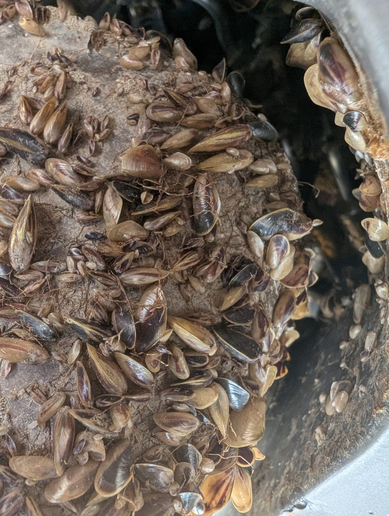 Addressing Tahoe's golden mussel threat at the federal level