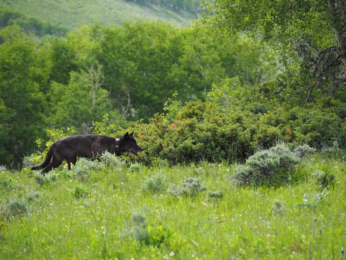 US House passes Colorado Rep. Lauren Boebert's bill to remove gray wolves from endangered species list