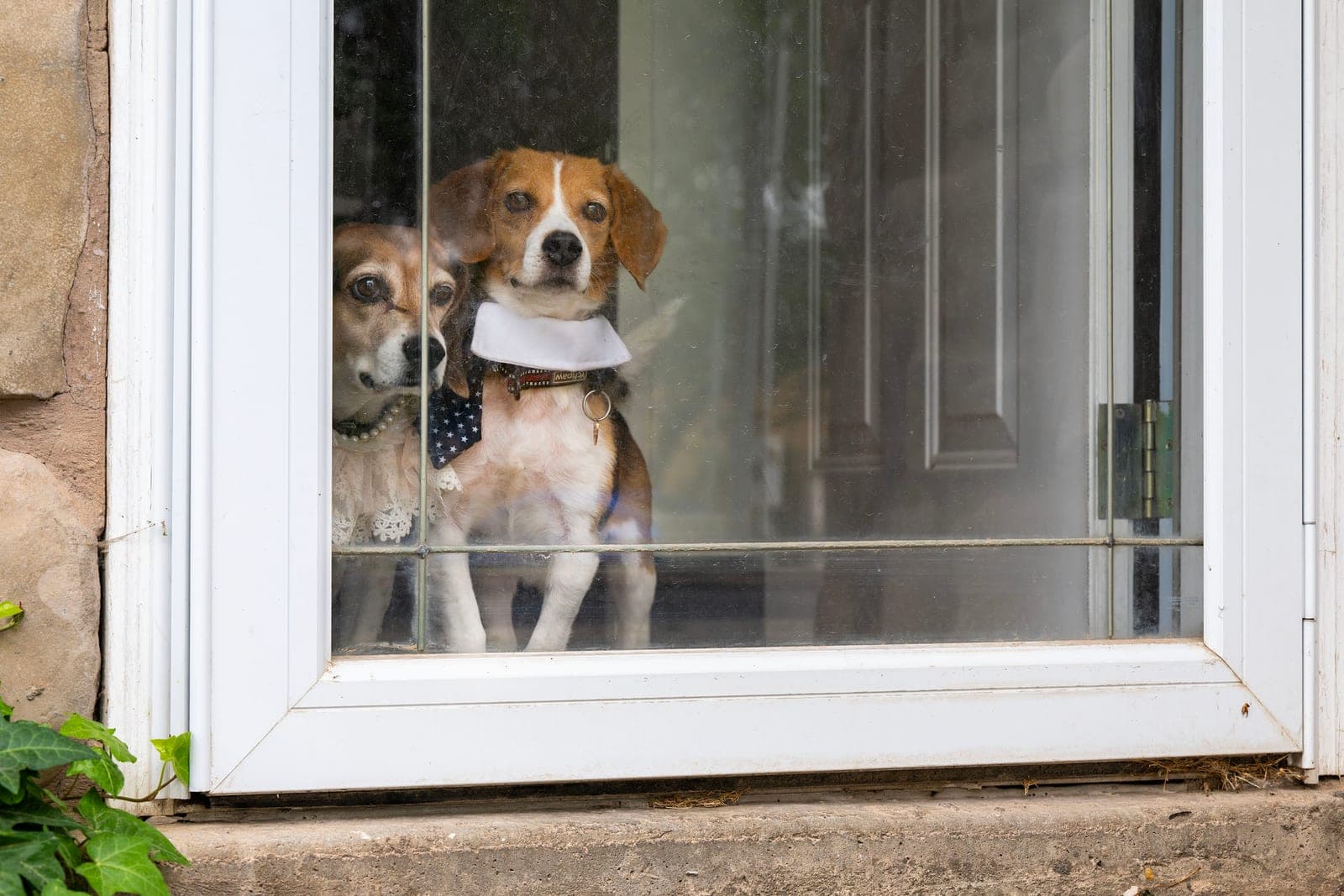 How beagles bred for research united the left and the right