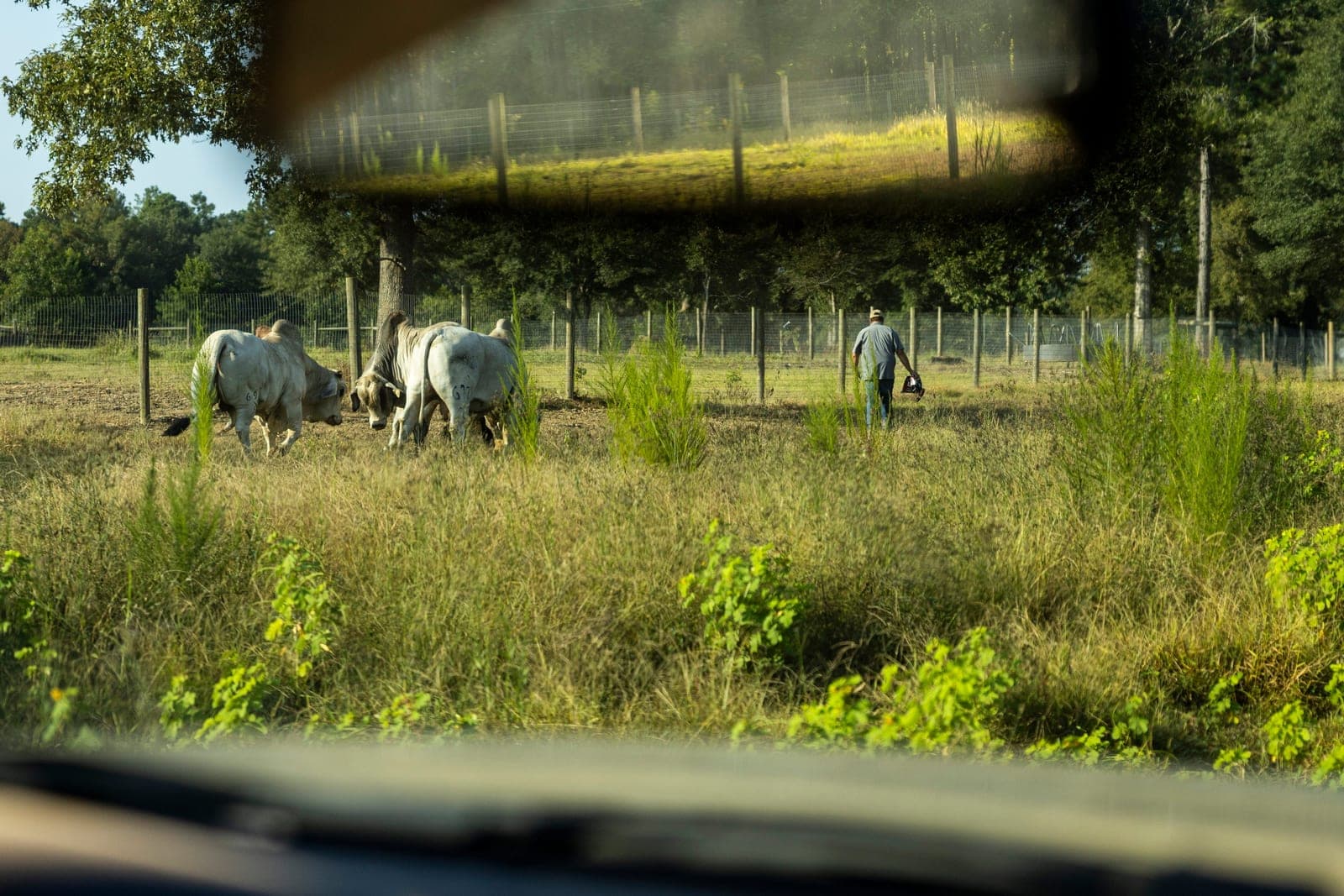 RANCH Act looks to expand grazing land in effort to lower beef prices