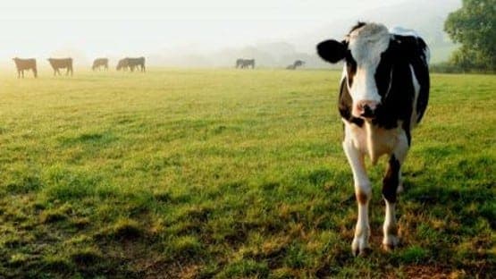 Spanberger goes where Ben Cline won't, shaming Trump on effort to kill beef industry
