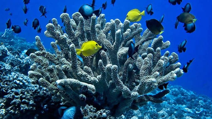 UH to lead new Pacific reef research institute