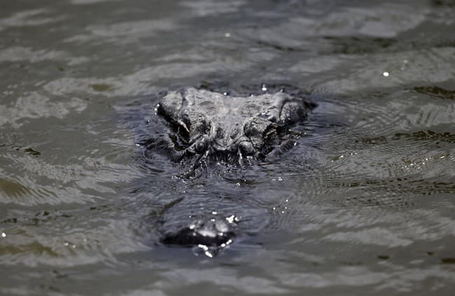 AYEEE! Gitcher Returns Right Here! Live Louisiana Senate Run-Off Election Results