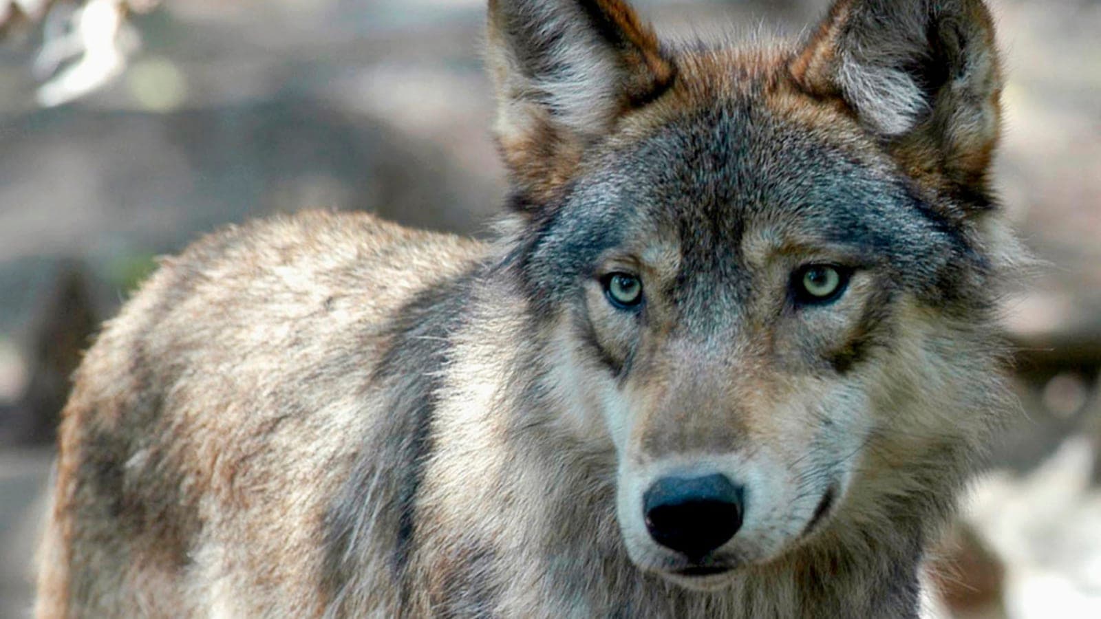 Rep. Crank responds to bill that would remove gray wolves from endangered list