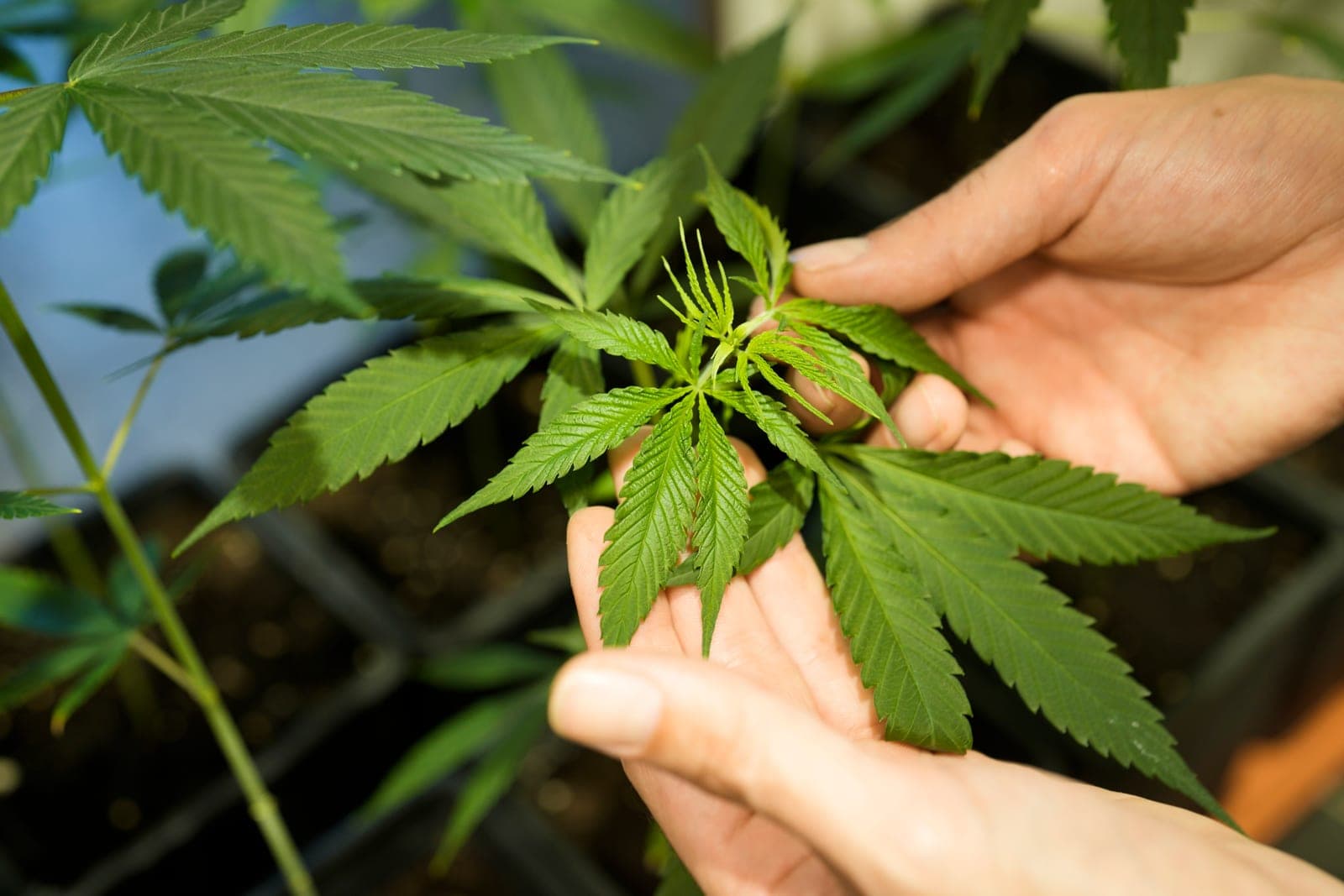Senate votes to ban intoxicating hemp products nationally