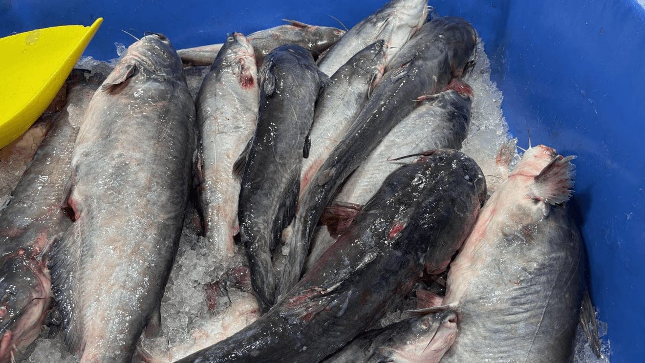 House passes bill to curb invasive blue catfish in Chesapeake Bay