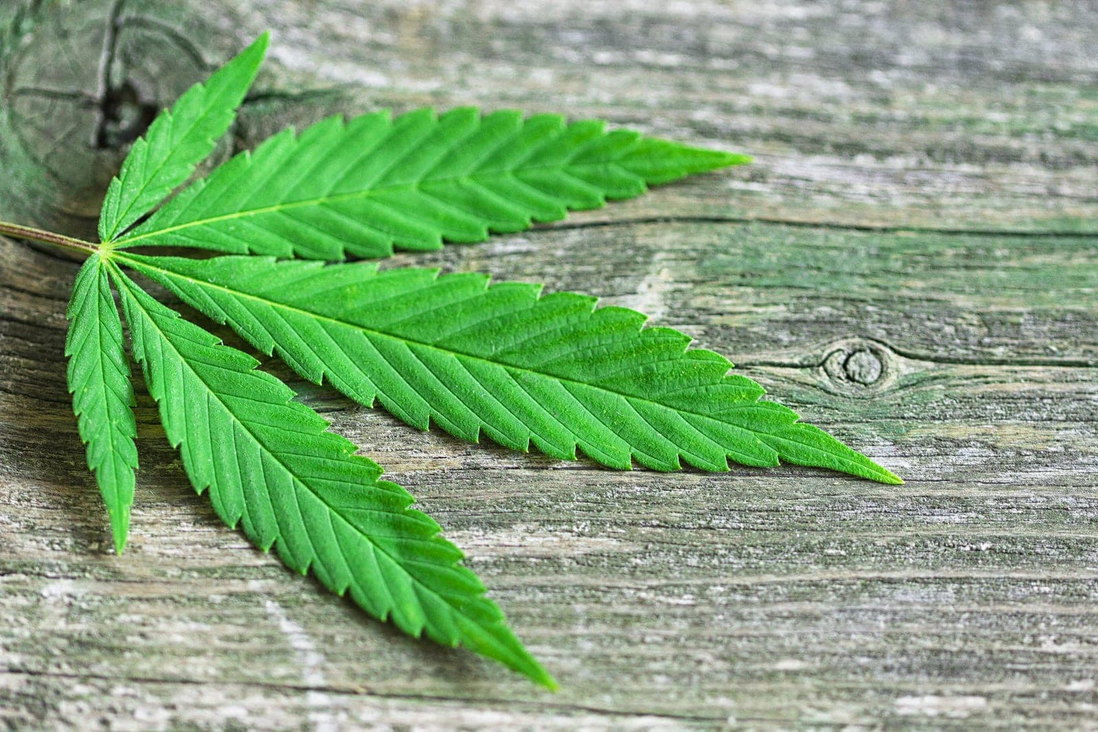 U.S. Senator Rand Paul Introduces Bill to Block Federal Hemp Ban, Preserve State Authority