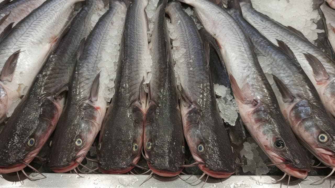 Congressman Harris Supports Maryland Seafood Processors Opposing MAWS Act