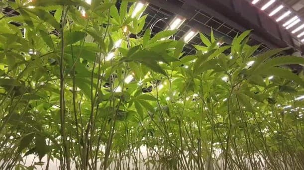 KY hemp industry faces potential collapse following possible THC ban